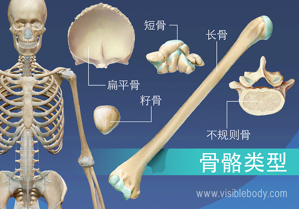 学习骨骼系统解剖学